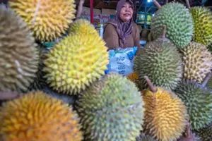 Sulawesi Tengah Siap Ekspor Durian ke China