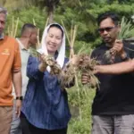 Wawali Imelda memanen bawang merah di Petobo, Jumat (22/8/2025). (©Prokopim Setda Kota Palu/Imron)