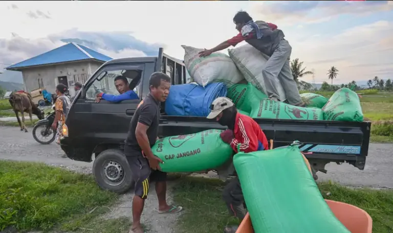 Petani menurunkan gabahnya dari kendaraan untuk digiling di salah satu tempat penggilingan padi di Desa Porame, Sigi, Sulawesi Tengah, Senin (8/9/2025). Pemerintah Kabupaten Sigi mengaku, stok beras sebanyak 17.127 ton di wilayah itu tertumpuk di penggilingan padi dan tidak bisa melakukan intervensi karena tidak memiliki gudang penampungan beras. bmzIMAGES/Basri Marzuki