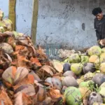 Seorang pekerja mengupas sabut kelapa di salah satu pengumpul di Desa Pewunu, Sigi, Sulawesi Tengah, Selasa (2/9/2025). Badan Pusat Statistik (BPS) setempat mencatat, ekspor kopra dari wilayah itu ke China sebagai negara tujuan utama mencapai 12 ribu ton selama 2024 dan diperkirakan akan meningkat menjadi 14 ribu ton selama 2025 ini. bmzIMAGES/Basri Marzuki