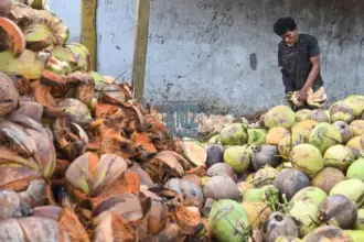 Seorang pekerja mengupas sabut kelapa di salah satu pengumpul di Desa Pewunu, Sigi, Sulawesi Tengah, Selasa (2/9/2025). Badan Pusat Statistik (BPS) setempat mencatat, ekspor kopra dari wilayah itu ke China sebagai negara tujuan utama mencapai 12 ribu ton selama 2024 dan diperkirakan akan meningkat menjadi 14 ribu ton selama 2025 ini. bmzIMAGES/Basri Marzuki