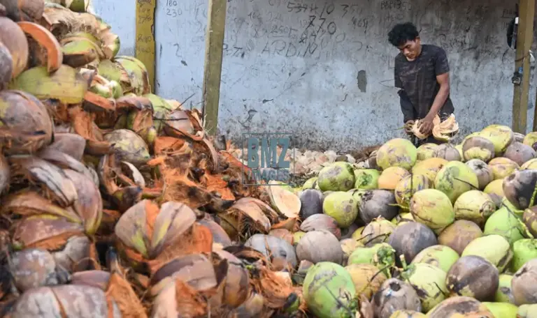 Seorang pekerja mengupas sabut kelapa di salah satu pengumpul di Desa Pewunu, Sigi, Sulawesi Tengah, Selasa (2/9/2025). Badan Pusat Statistik (BPS) setempat mencatat, ekspor kopra dari wilayah itu ke China sebagai negara tujuan utama mencapai 12 ribu ton selama 2024 dan diperkirakan akan meningkat menjadi 14 ribu ton selama 2025 ini. bmzIMAGES/Basri Marzuki